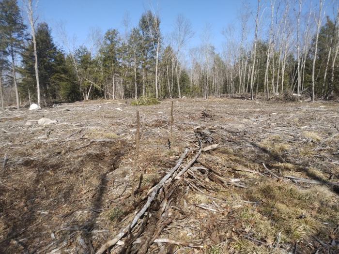 Small dead hedge in an opening in a forest