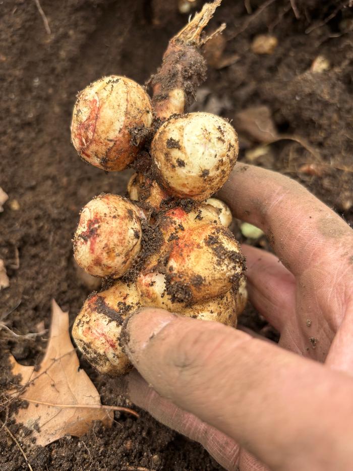 [Thumbnail for IMG_9927.jpeg]