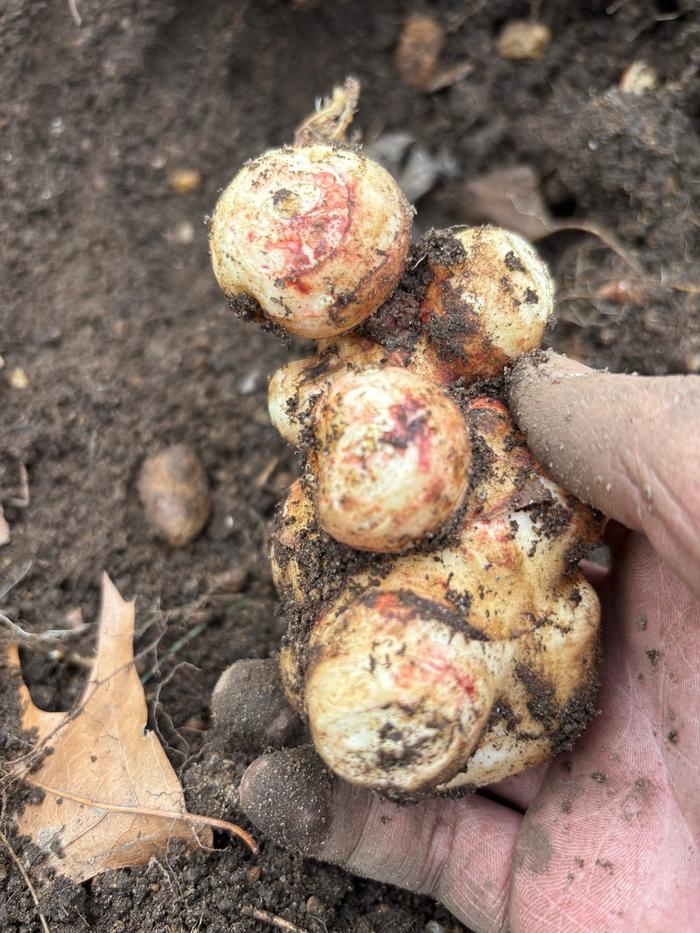 [Thumbnail for IMG_9928.jpeg]