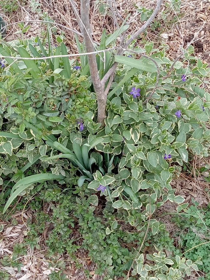 Chips, no water, flowers