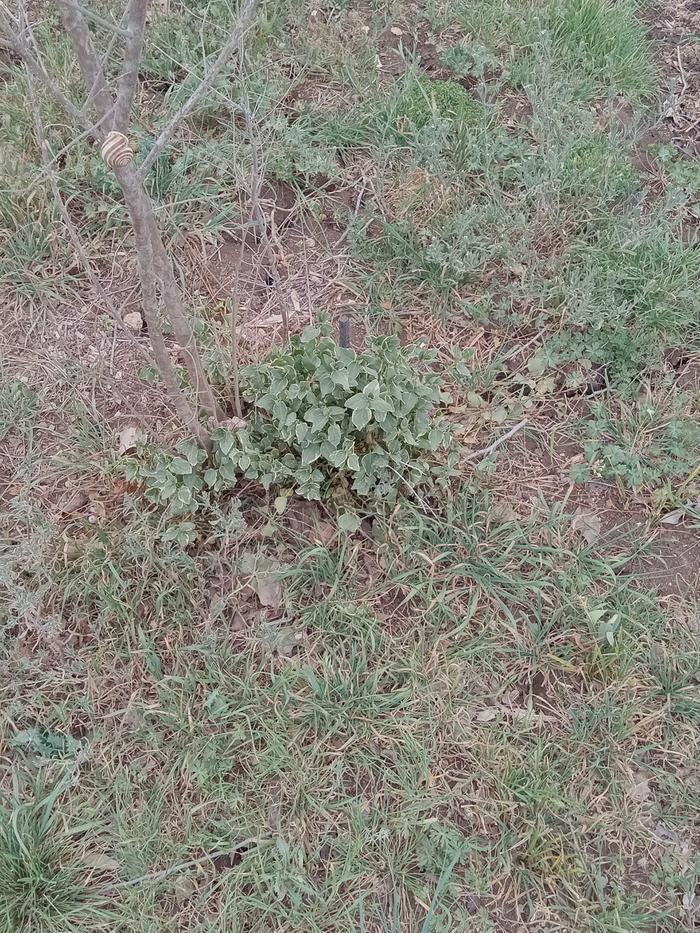 No chips, no water, no flowers