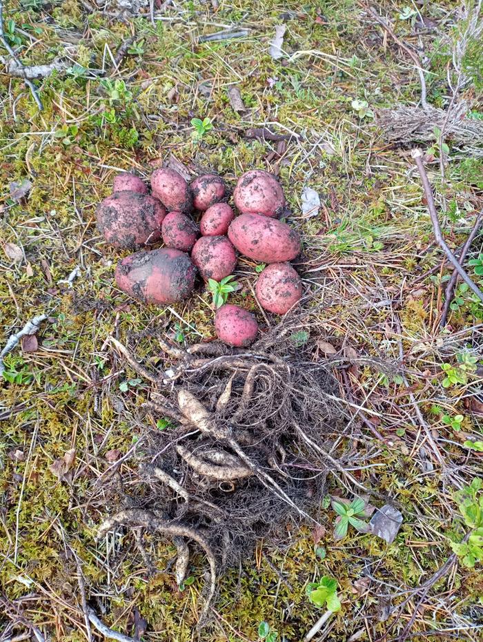 Combined yield