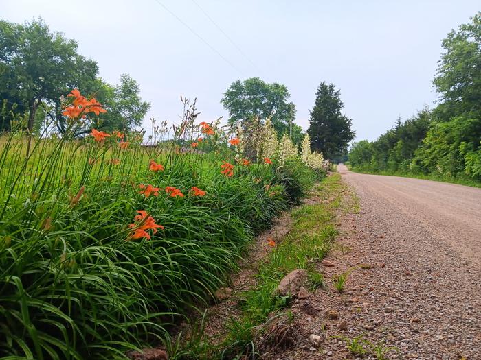 Ditch daylily and yucca 