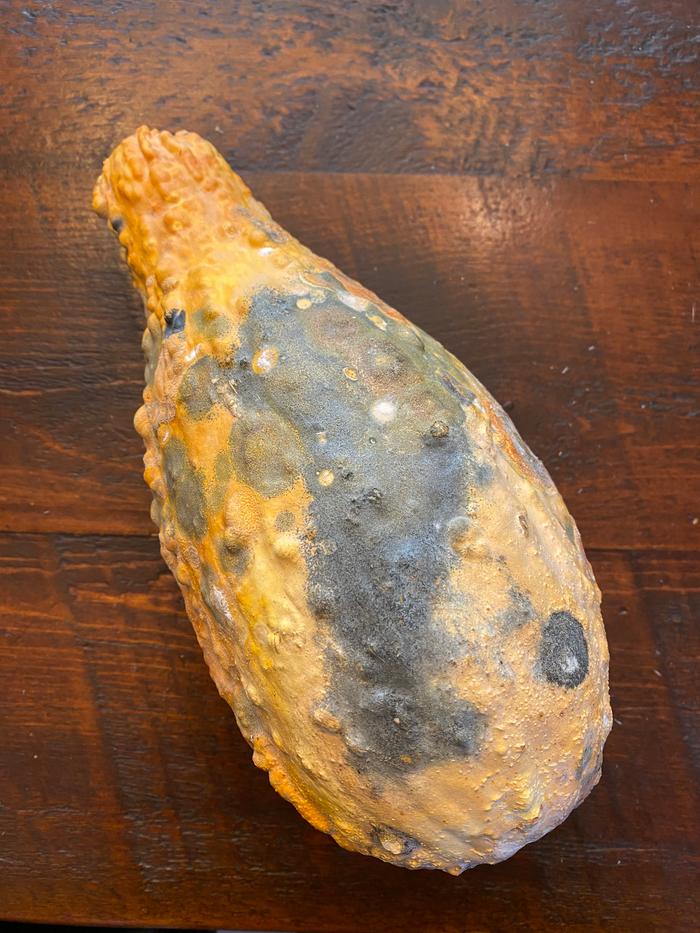 Gourd