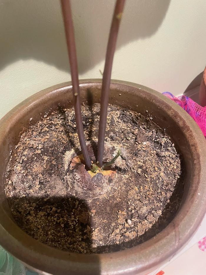 Avocado seed split