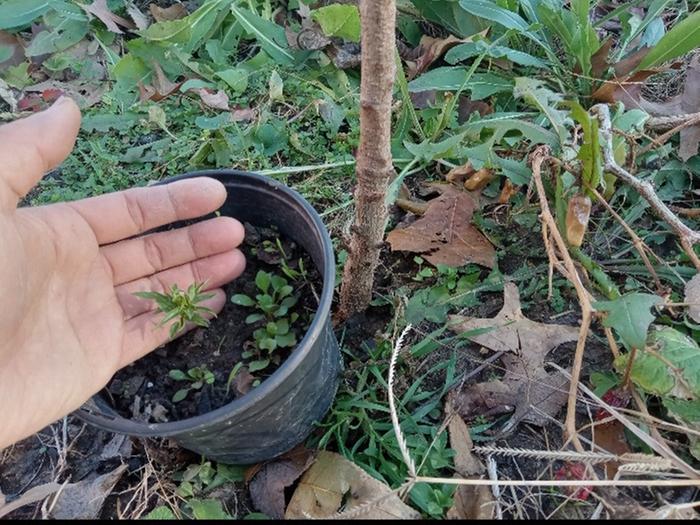 Same age plum vs nectarine 