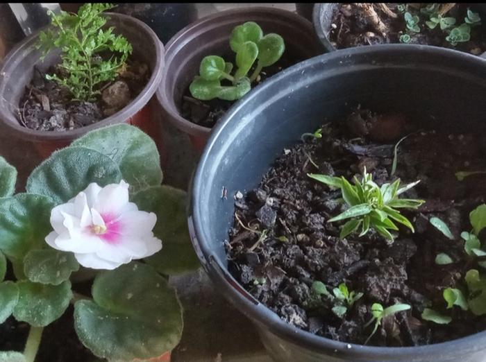 To be a potted bonsai