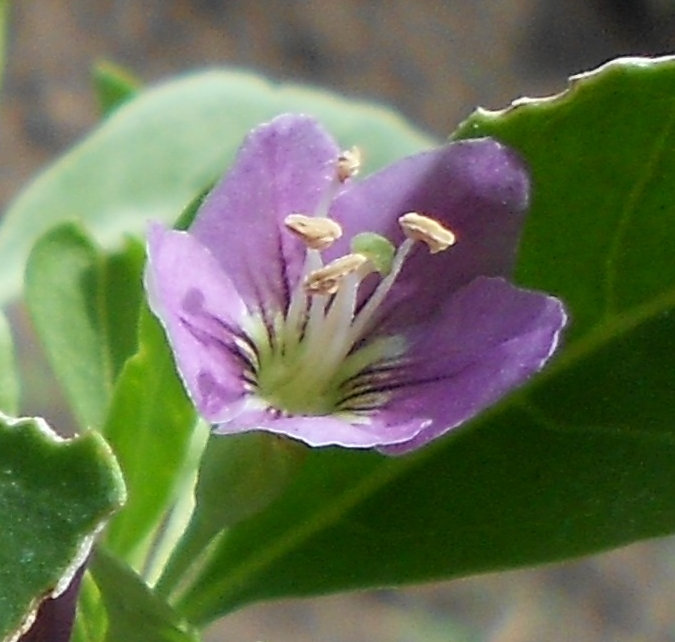 [Thumbnail for goji-flowers-crop.jpg]