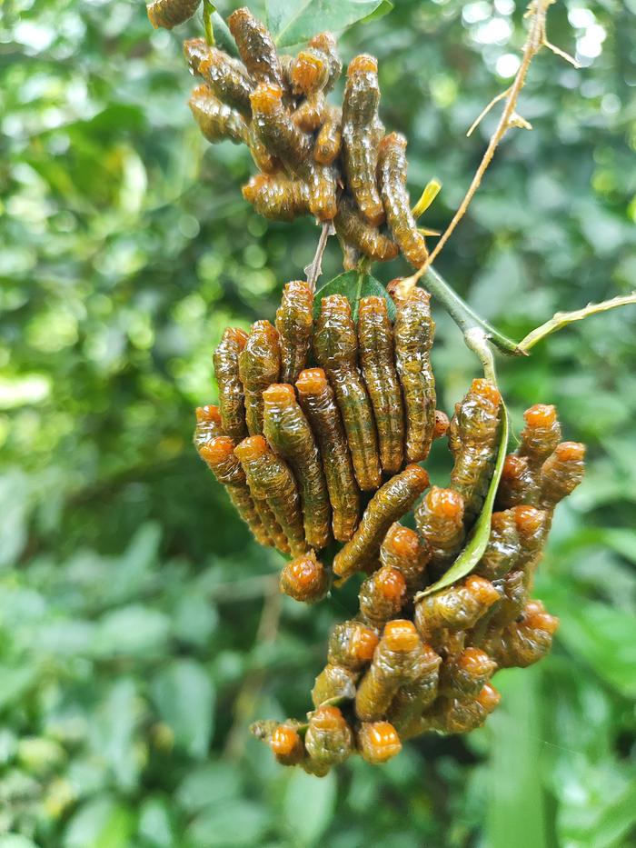 &amp;#91;worms_in_lemontree.jpg&amp;#93;