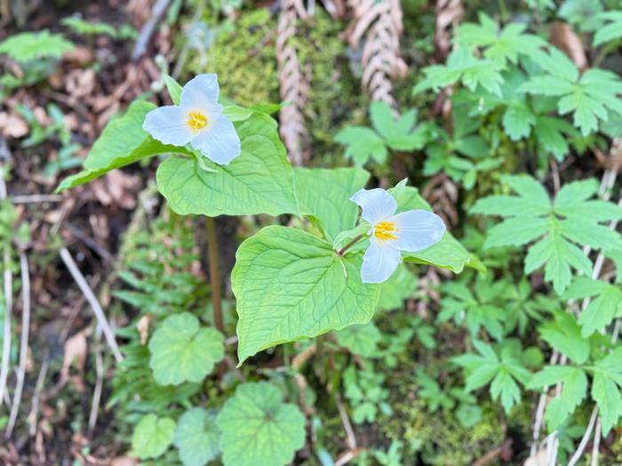 Trillium flowers