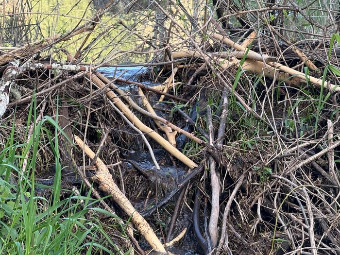The main beaver dam is grettting a remodel