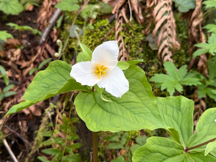 Trillium flower