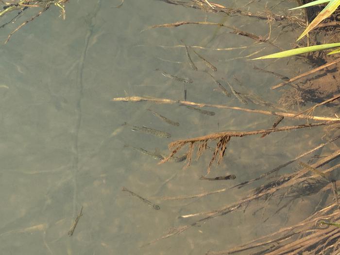 Salmon fry