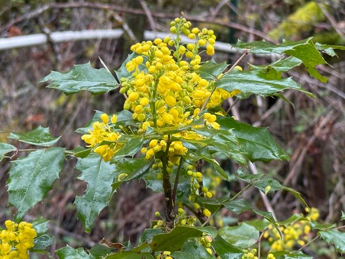 Beautiful Oregon grape blooming