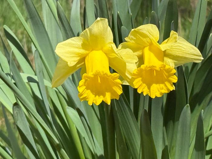 Daffodils ( I love yellow and green colors!)