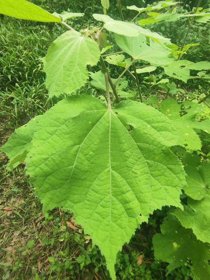 &amp;#91;leaf_of_plant_to_ID.jpg&amp;#93;