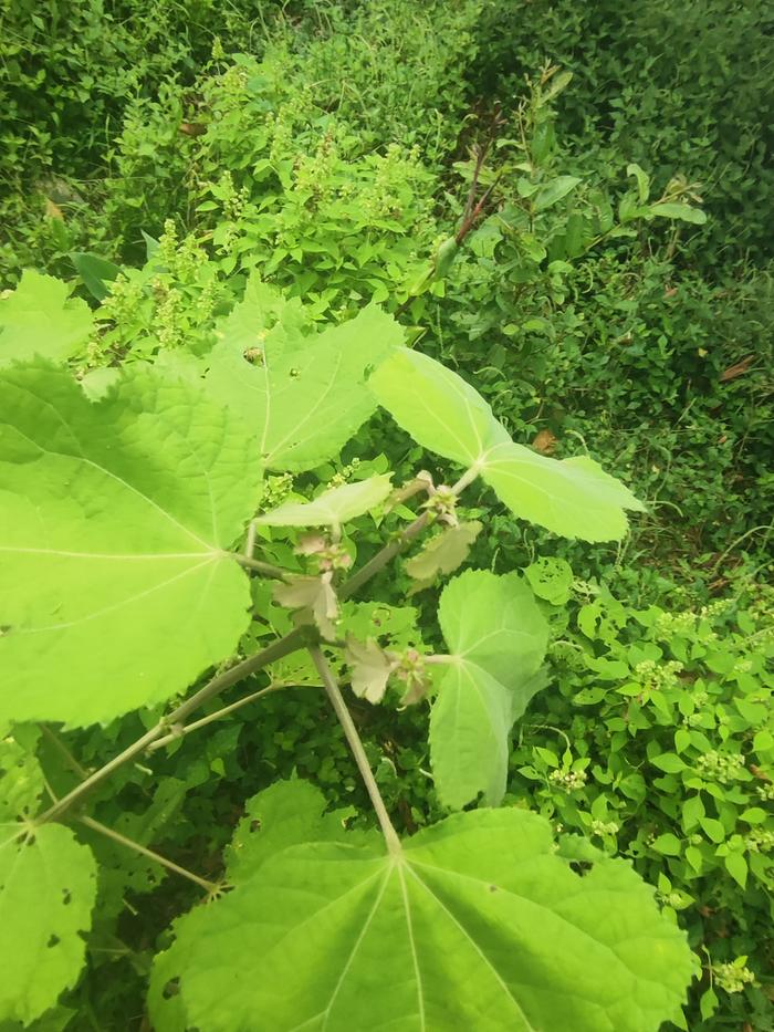 &amp;#91;can_you_ID_this_plant.jpg&amp;#93;