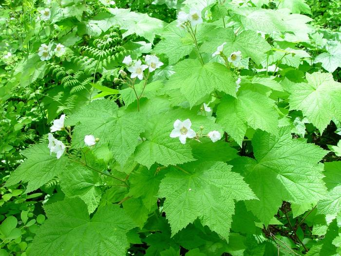 &amp;#91;thimbleberry.jpg&amp;#93;