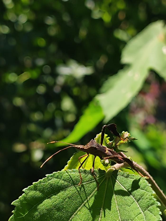 &amp;#91;insect_drinking_from_edge_of_leaf.jpg&amp;#93;