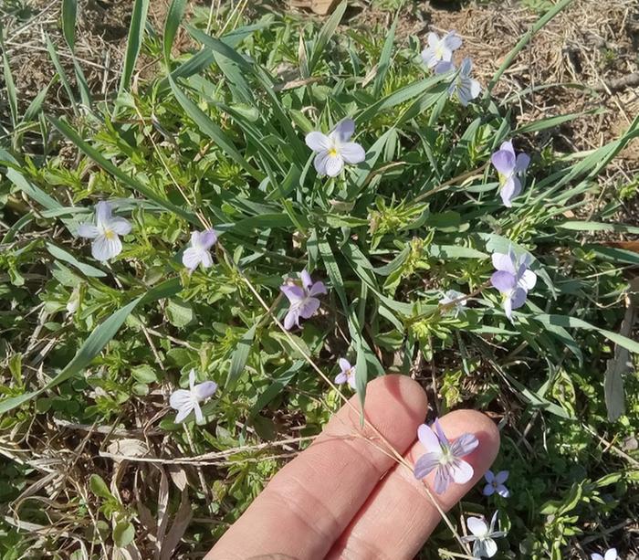 Field pansy wildflower 
