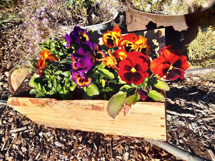 a little wheelbarrow I made for my pansy's 