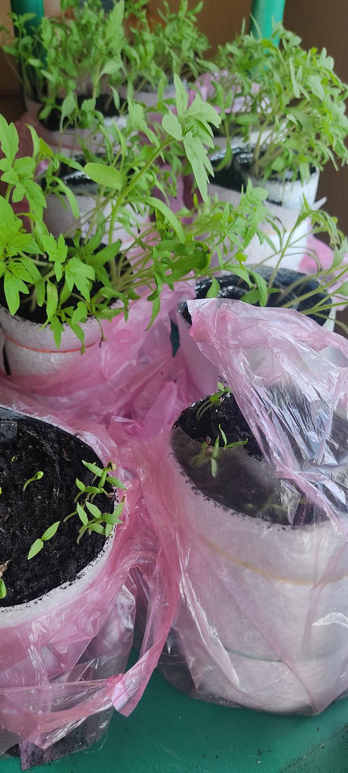 tomato seedlings in seed snail starter pots
