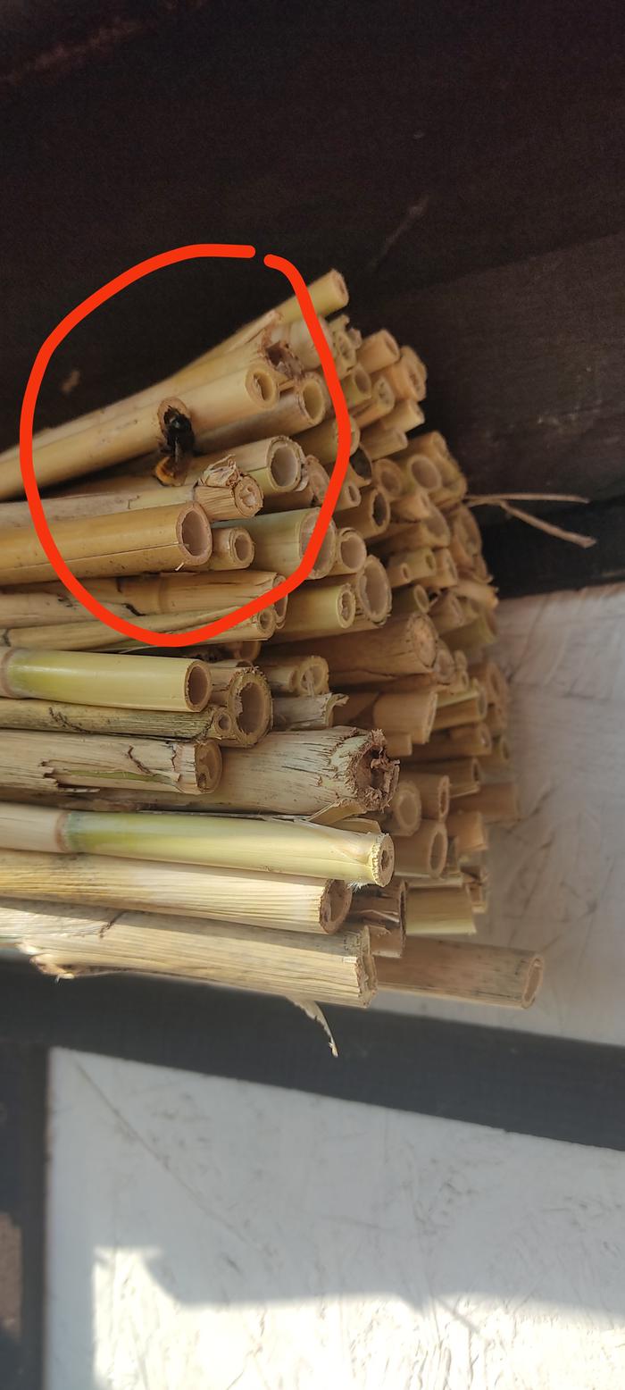 bee on cane bundle making insect house