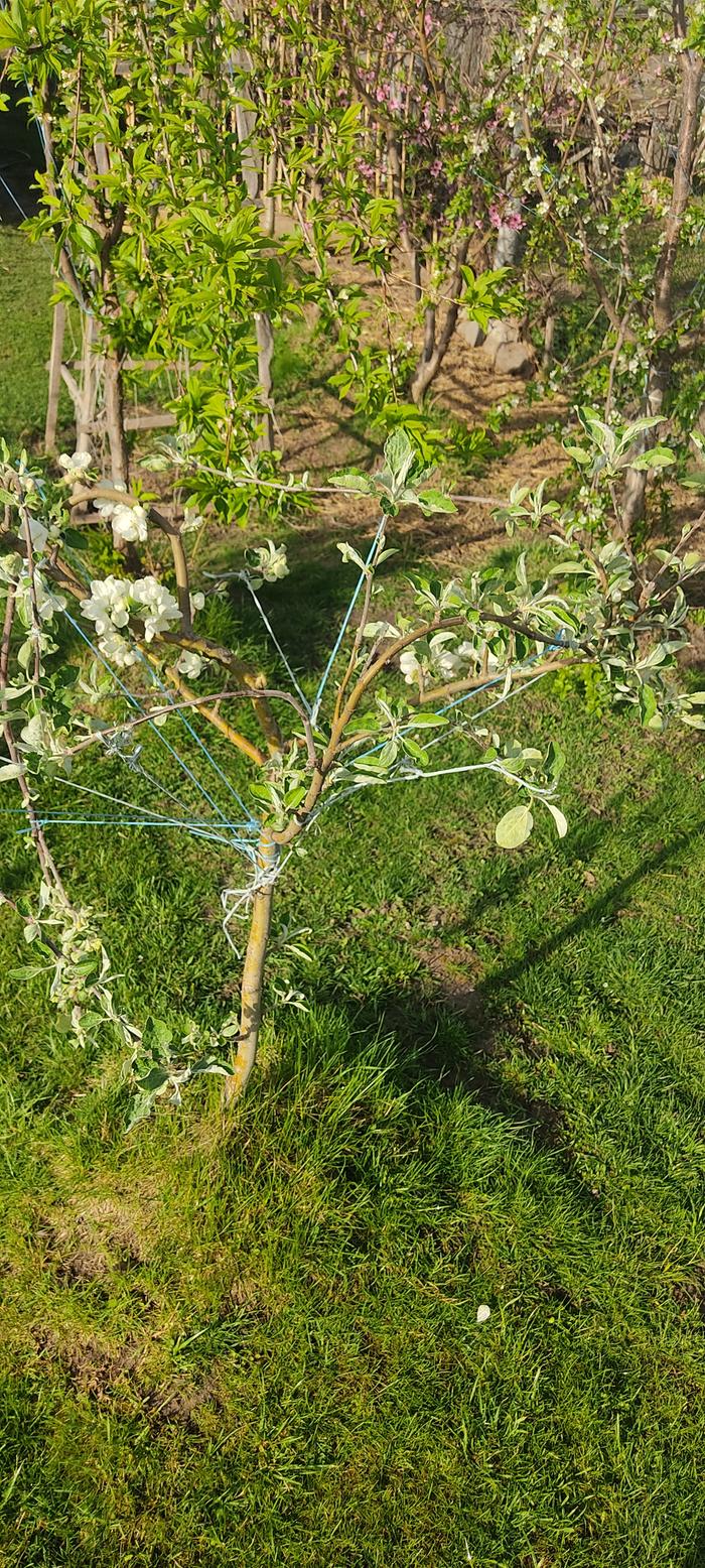 training apple tree crown to avoid future pruning