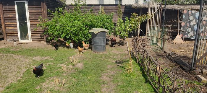 the chickens are hiding in the shade under the apple tree