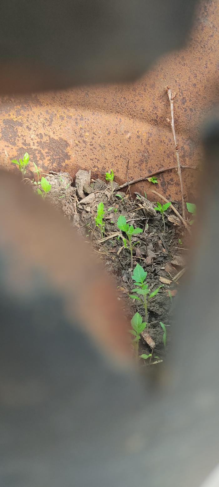creating a microclimate for tomatoes in cold climate