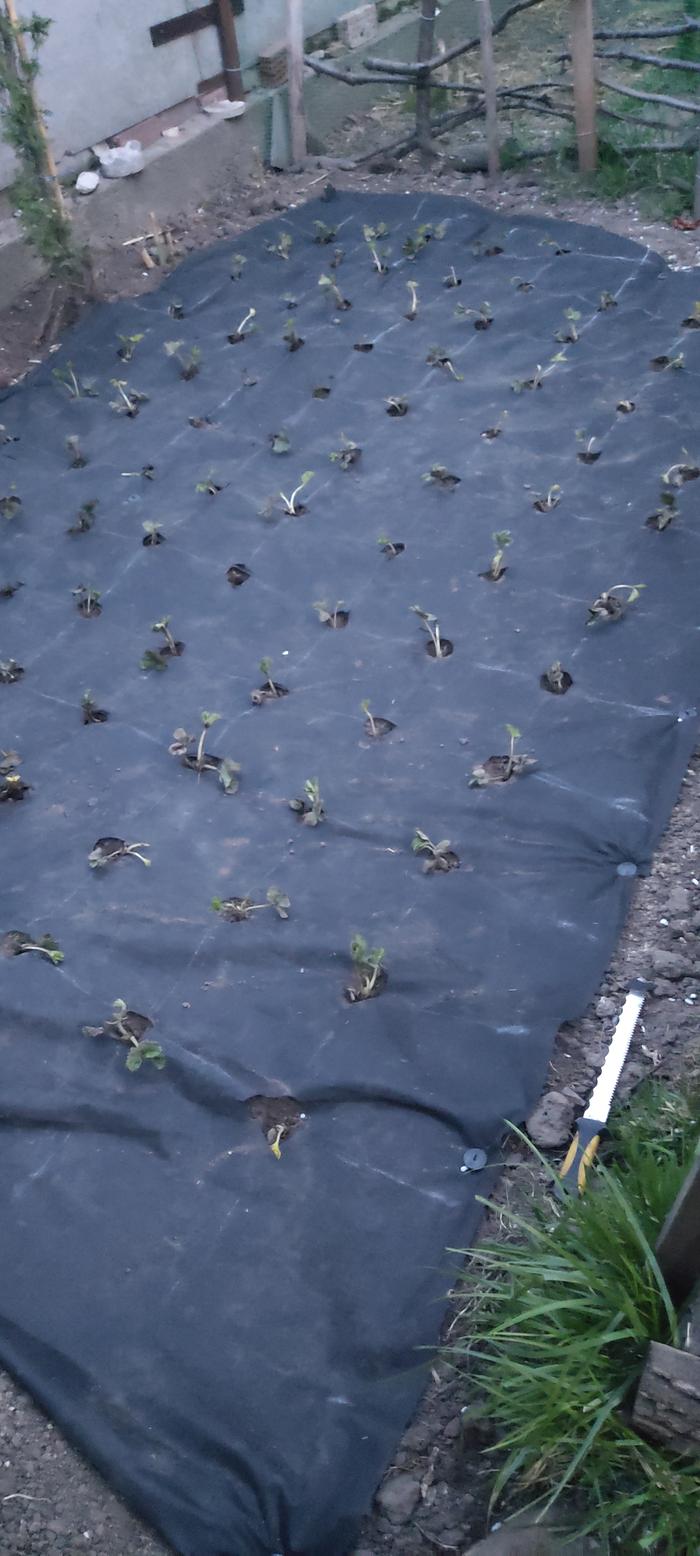 planting out strawberry plants with textile mulch
