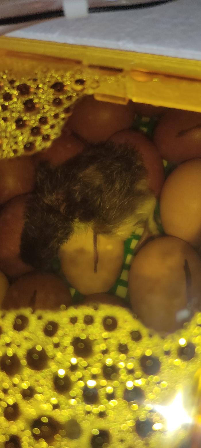 chick hatching in incubator