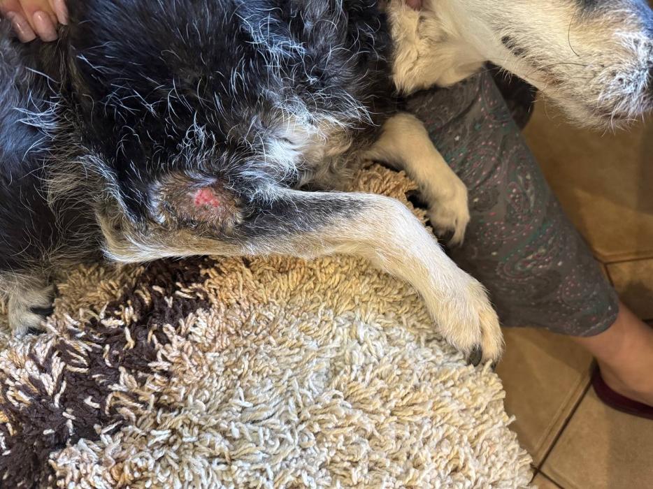 dog with injured leg