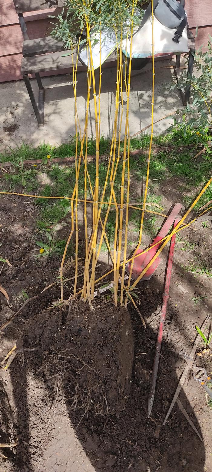 bamboo roots are very strong