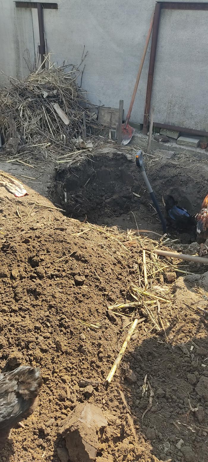 digging a hole for new bamboo plant