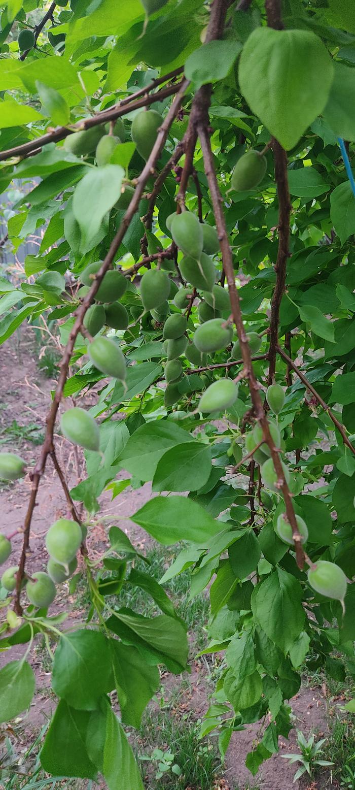 fruits on the apricot tree are starting to form