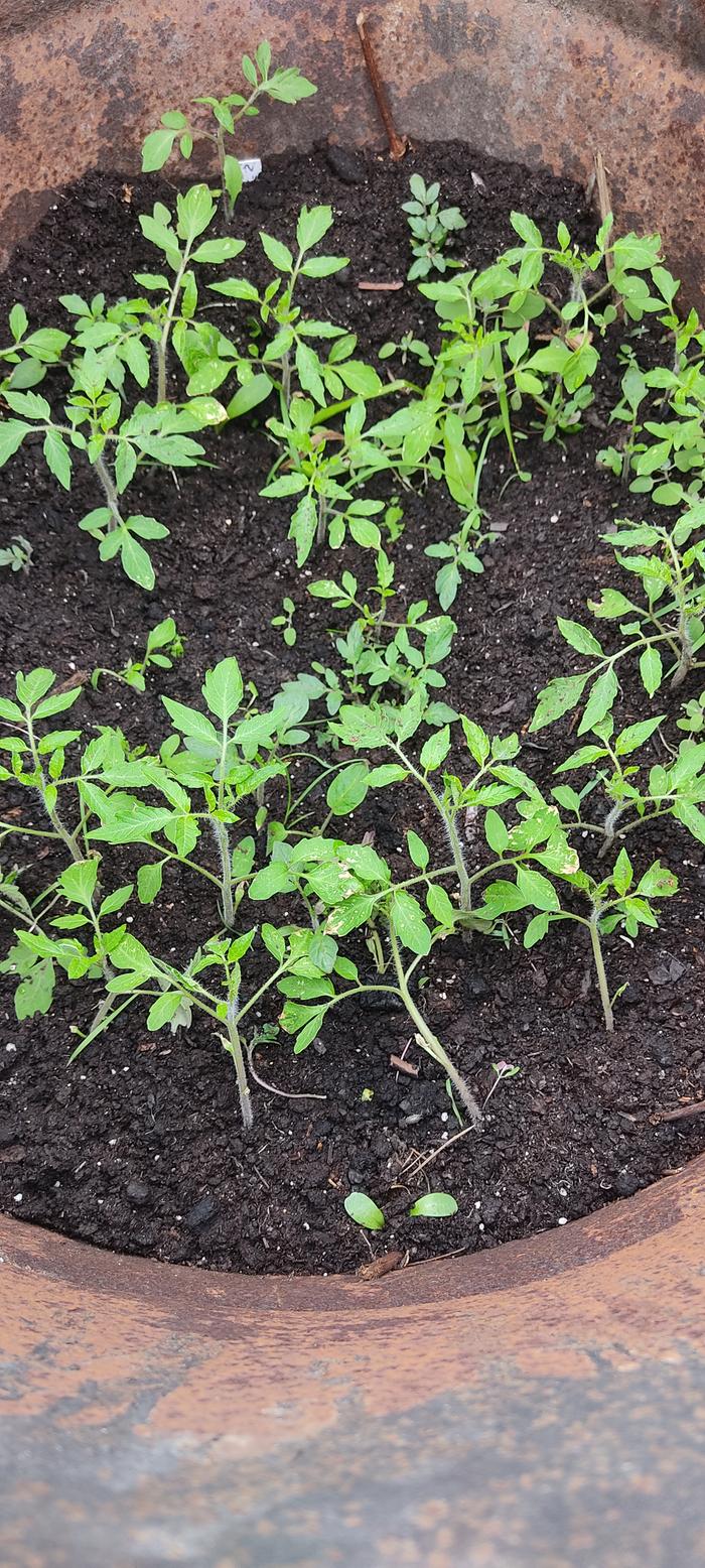 tomatoes in a barrel