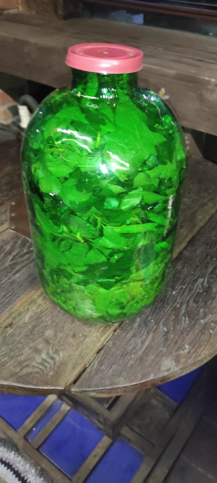 fermenting young cherry leaves