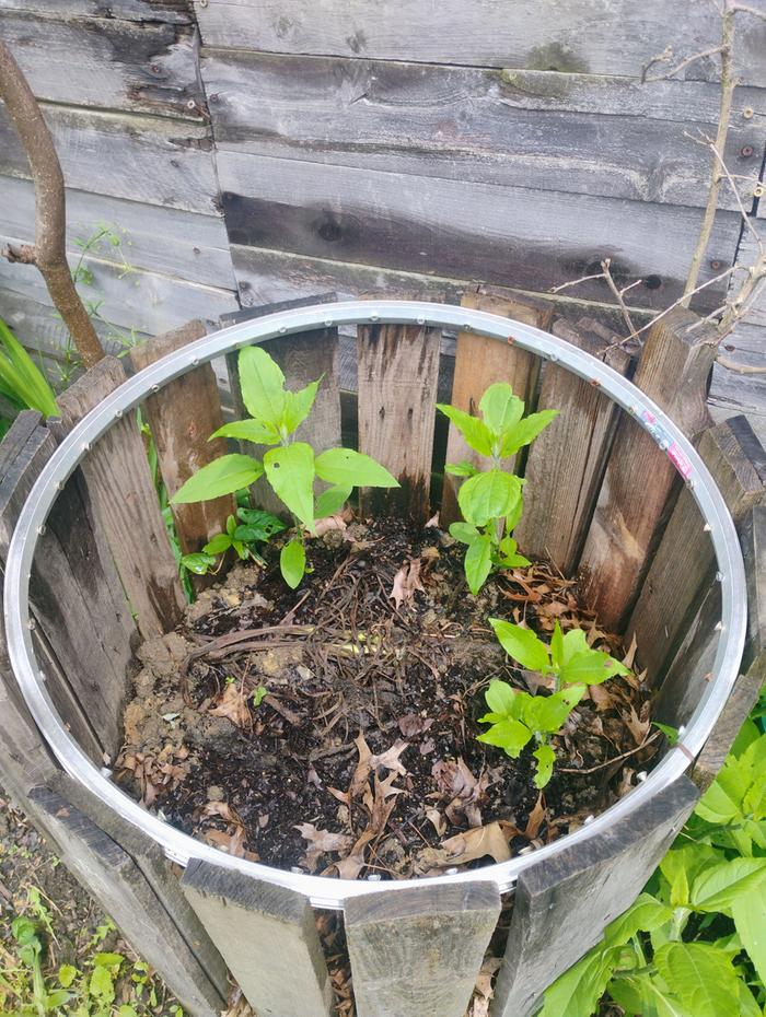 Filled with cardboard and compost, sprouting sunchokes