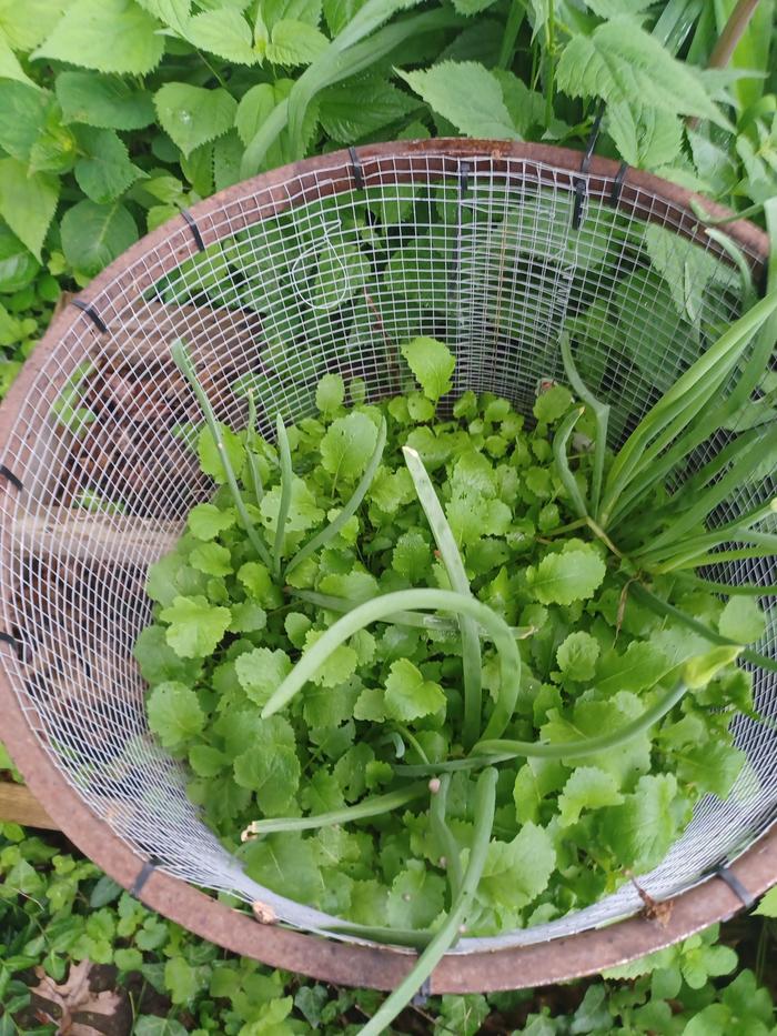 Pot greens and green onions