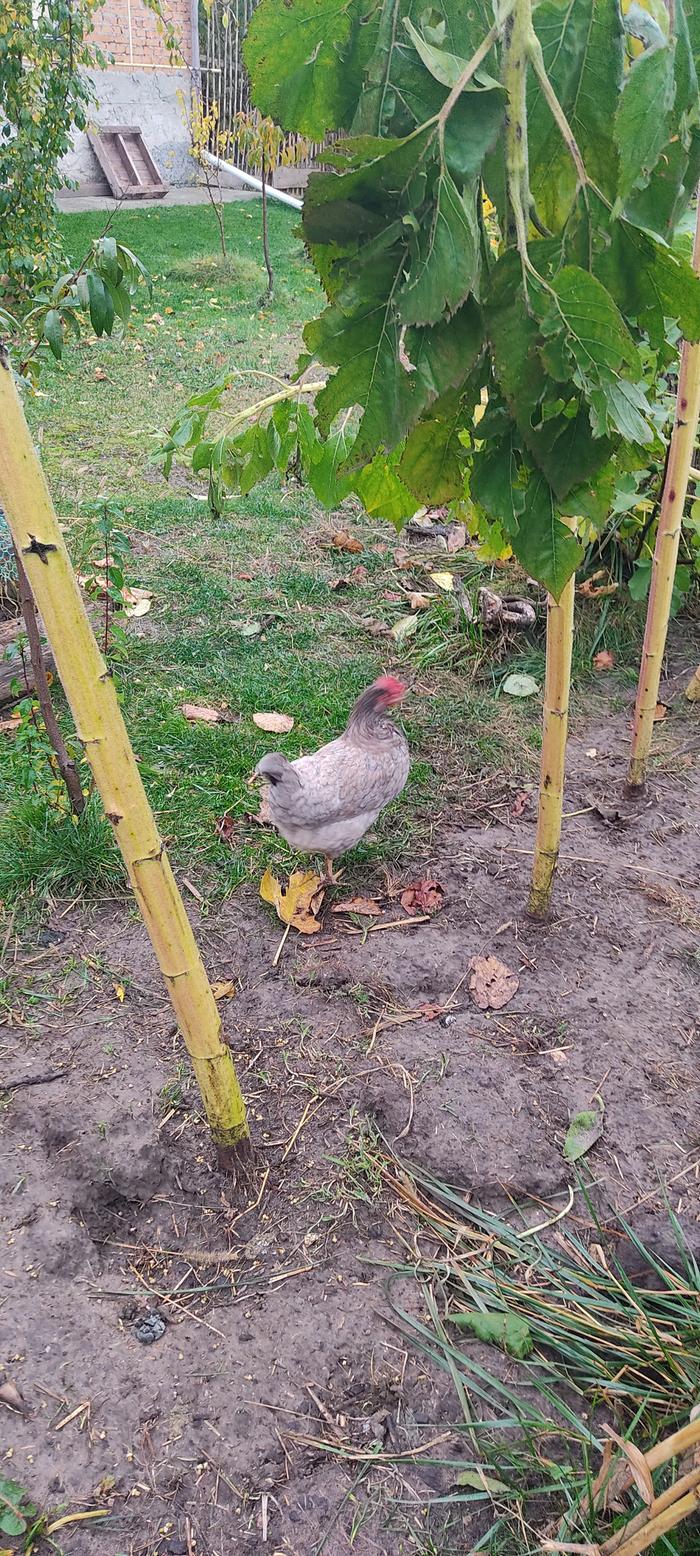 [Thumbnail for DOCUMENT_PICTURE.jpg]