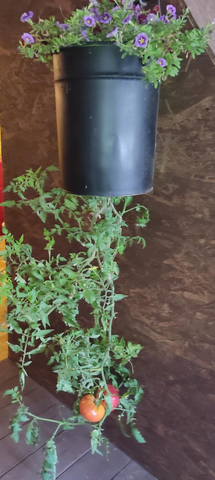 [Thumbnail for IMG_20251014_173320.jpg]