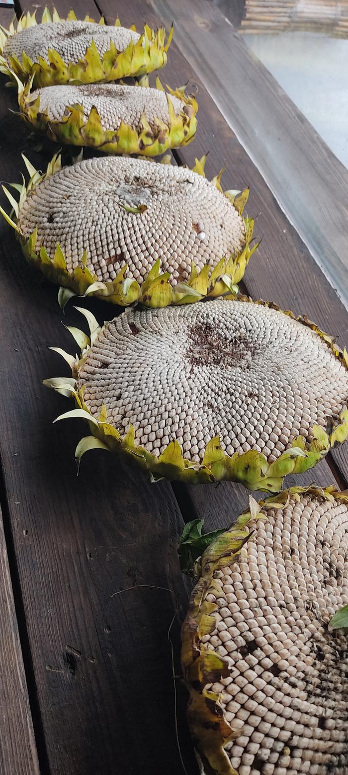 [Thumbnail for IMG_20251027_091539.jpg]