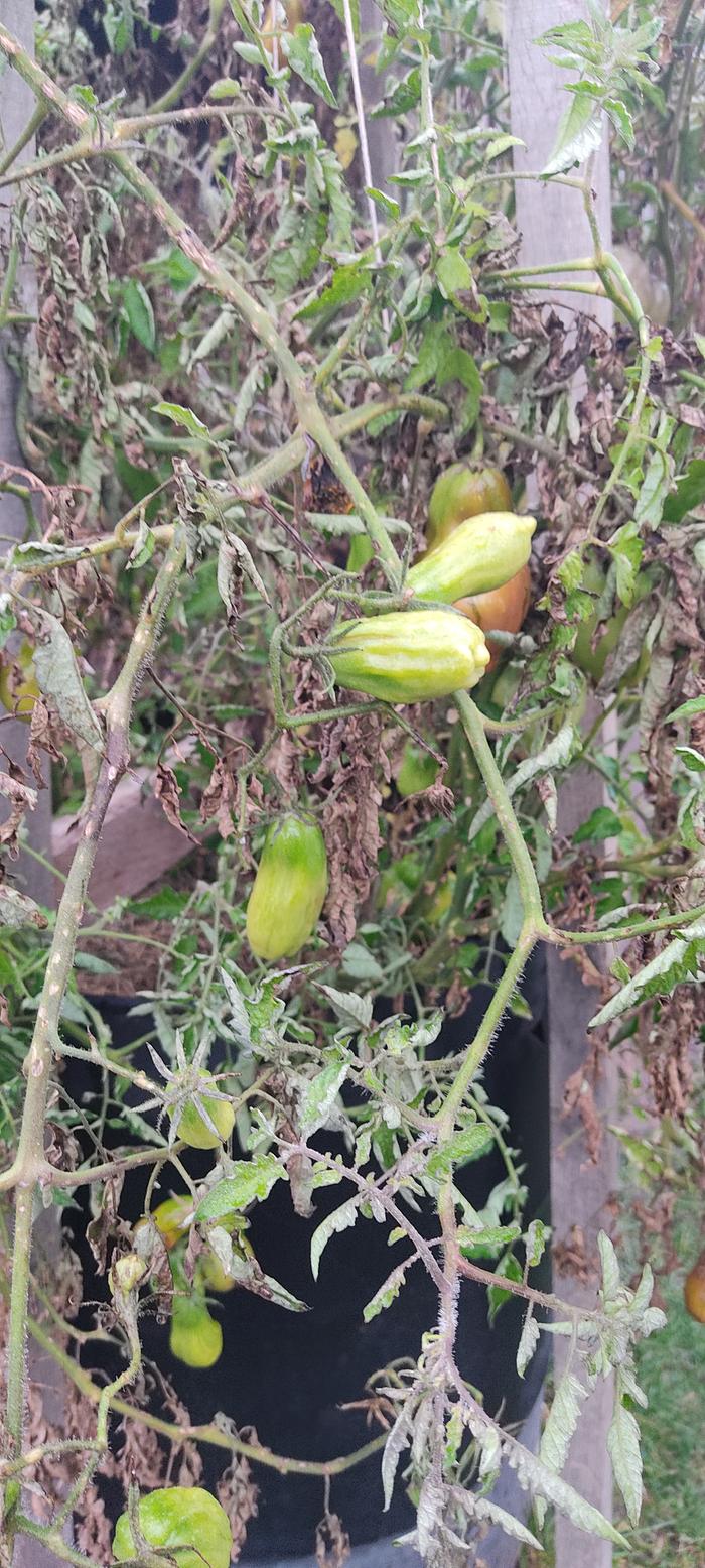 [Thumbnail for IMG_20251027_091318.jpg]