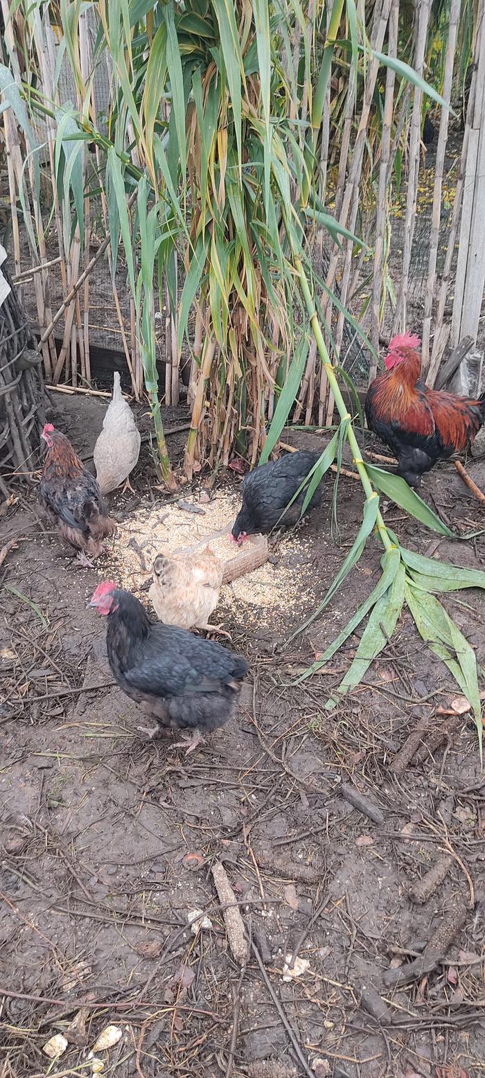 [Thumbnail for IMG_20251027_091247.jpg]