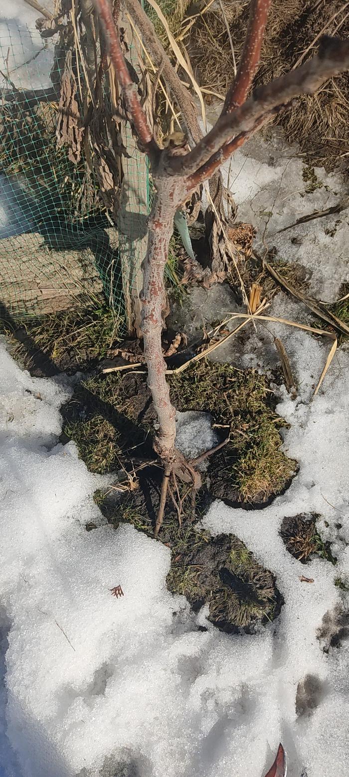 [Thumbnail for IMG_20260307_123006.jpg]