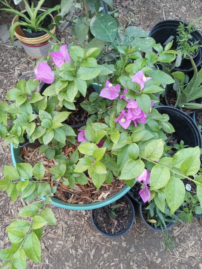 Bugumvilla, safe in greenhouse