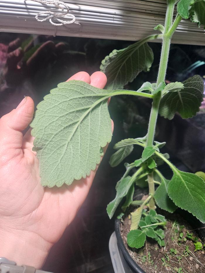 Thick, wide leaves don't break when used