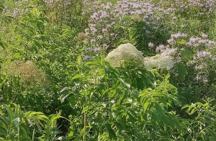 Wild elderberry 