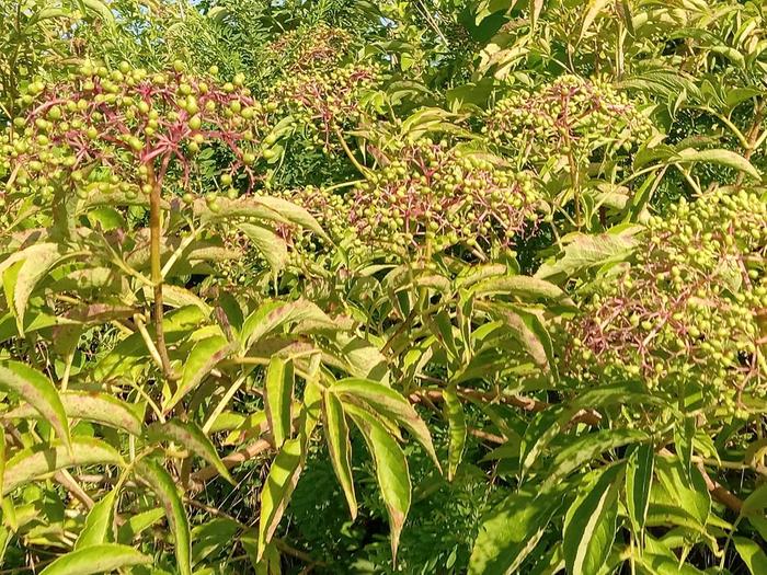 Wild elderberry 